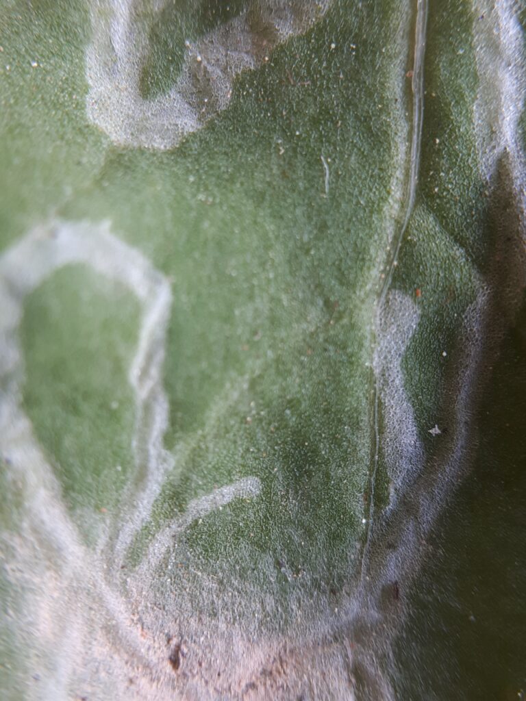 leaf with squiggly patterns made by larva
