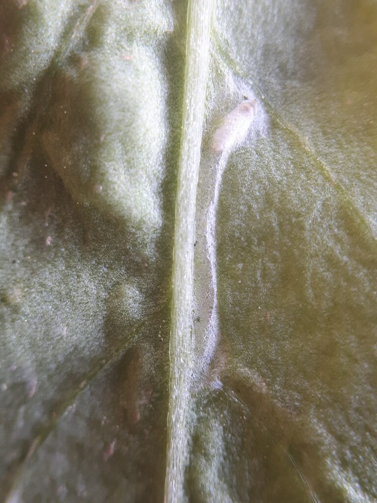 larva visible inside leaf