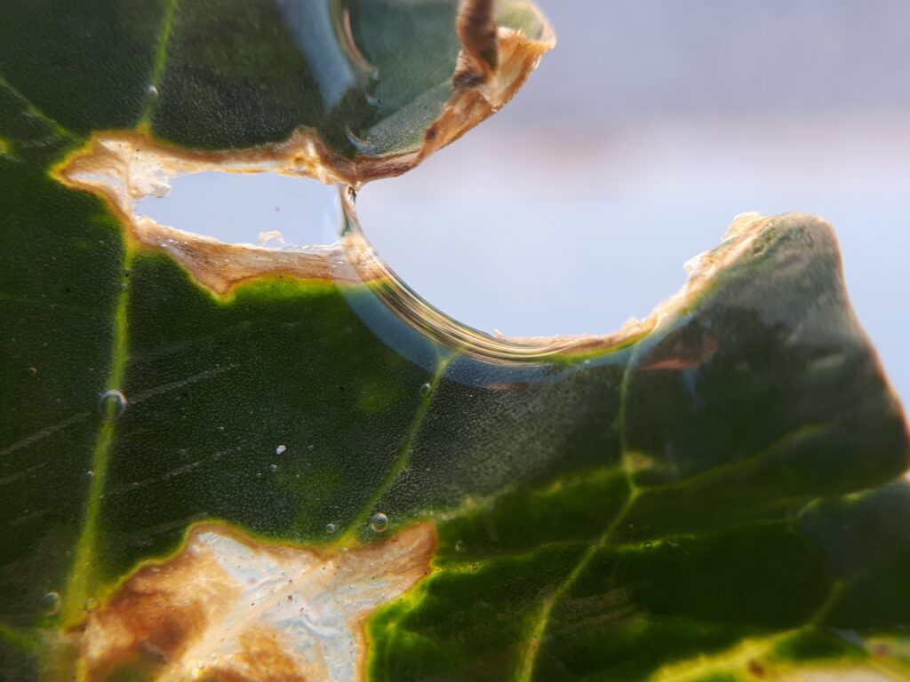 close-up detail of a leaf with moisture