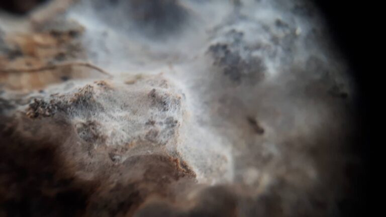 macro shots of fungal hyphae emerging in compost