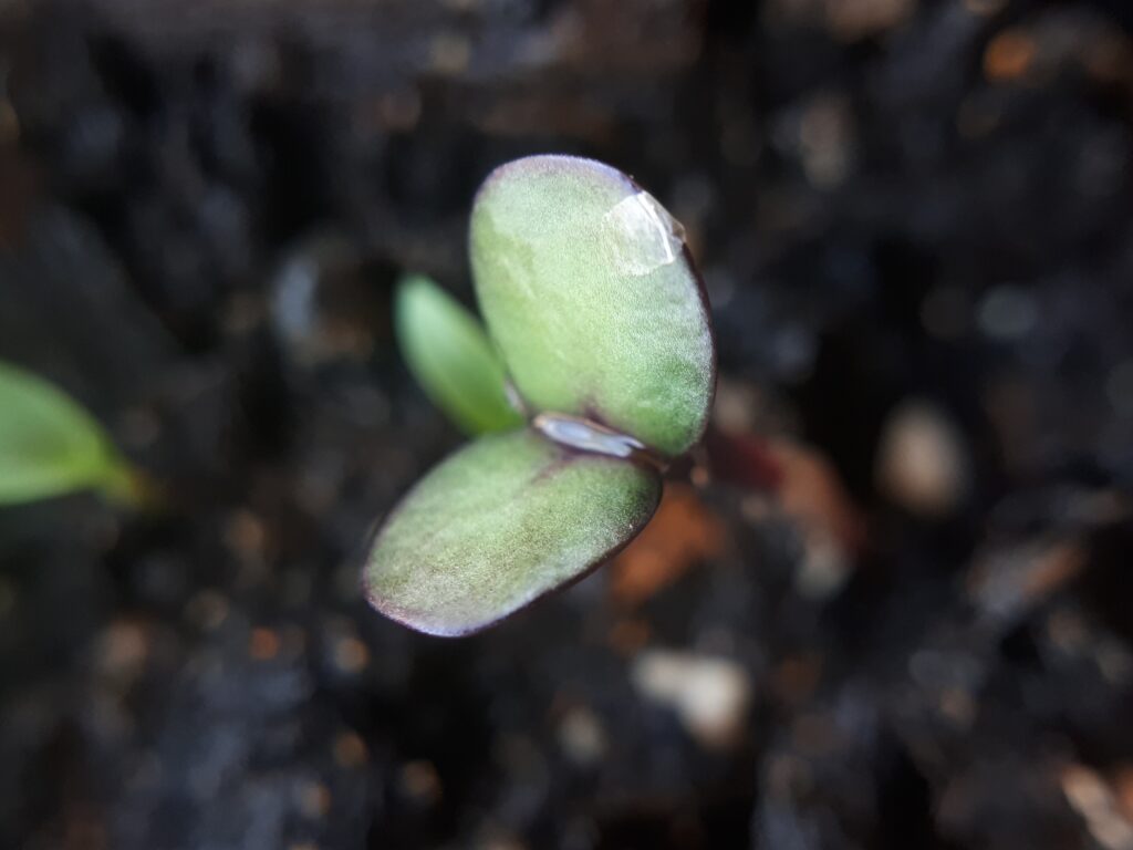 seedling and a background of black soil