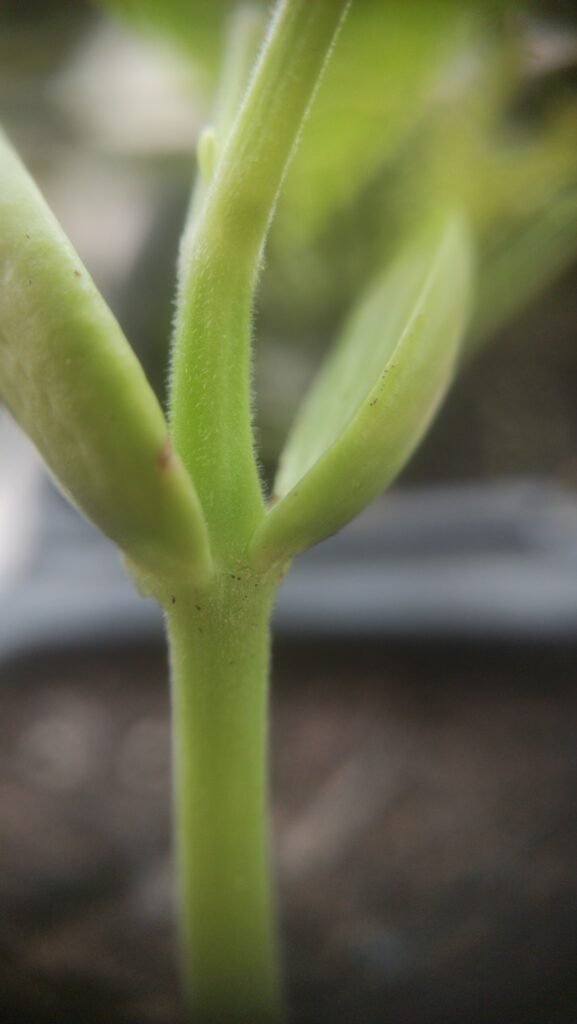 close-up of a green plant stem